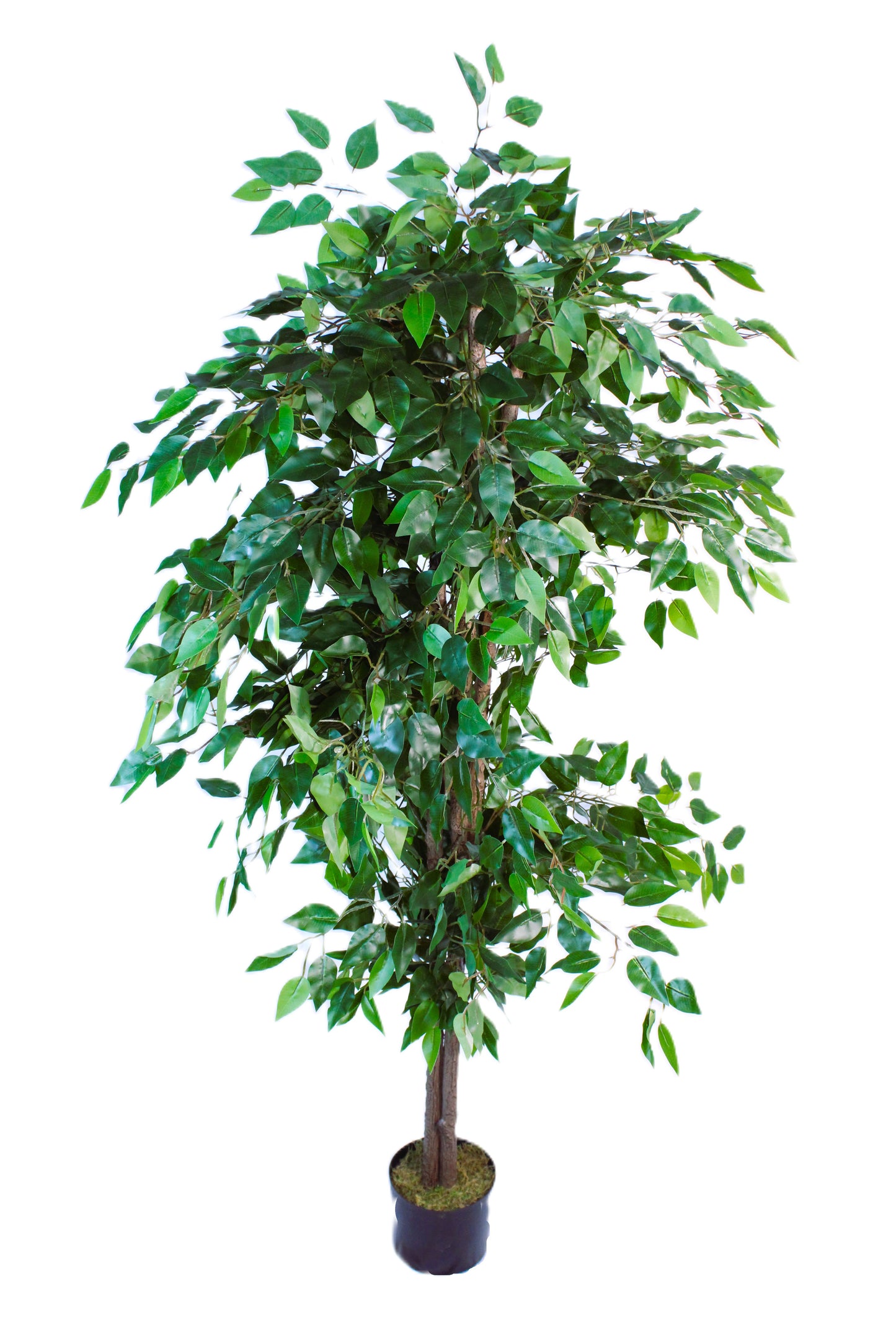 Artificial Ficus Tree (6 Feet High)