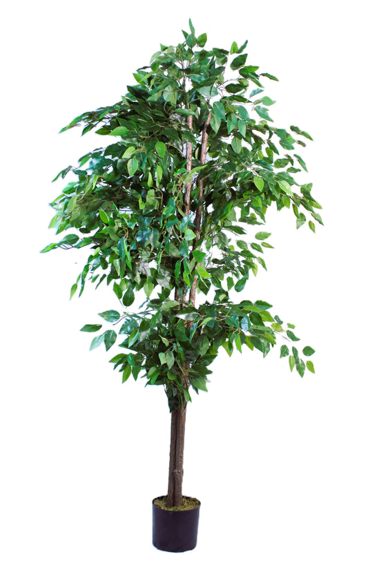 Artificial Ficus Tree (6 Feet High)