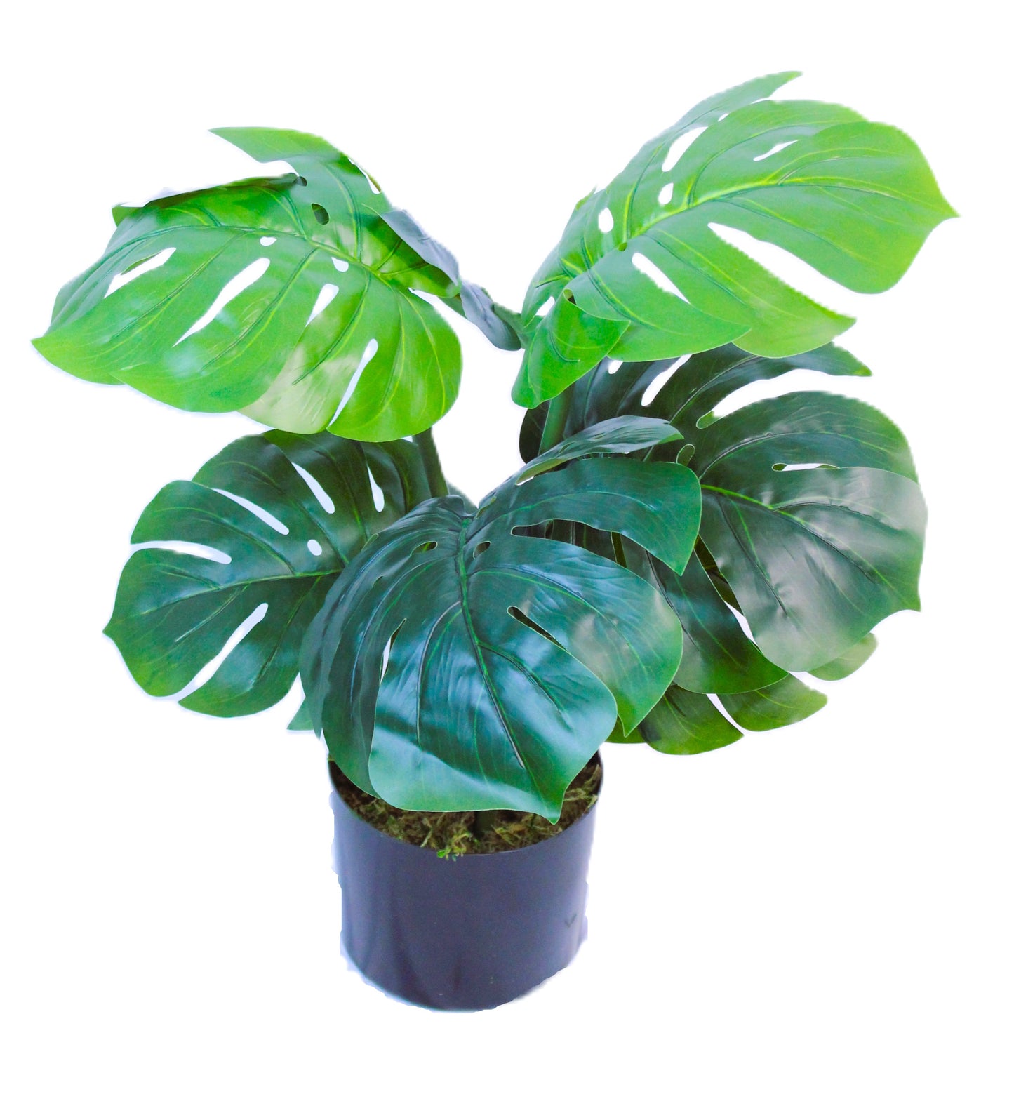 Artificial Monstera Plant (2 Feet high) 7 LEAVES